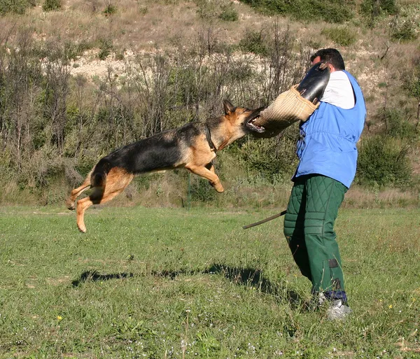 Formation de chien de police — Photo
