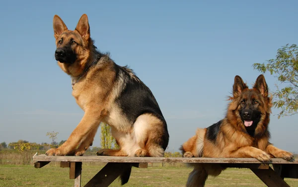Zwei deutsche Schäferhunde — Stockfoto