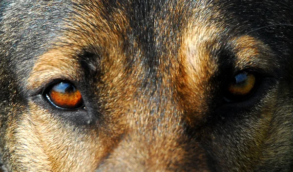 stock image Eyes of German shepherd