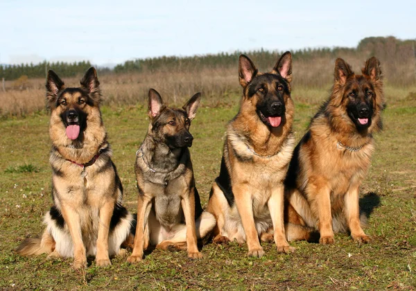 Four german shepherds — Stock Photo, Image