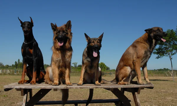 Cuatro perros — Foto de Stock