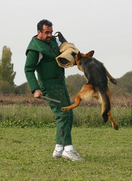 Polis köpeği eğitim — Stok fotoğraf