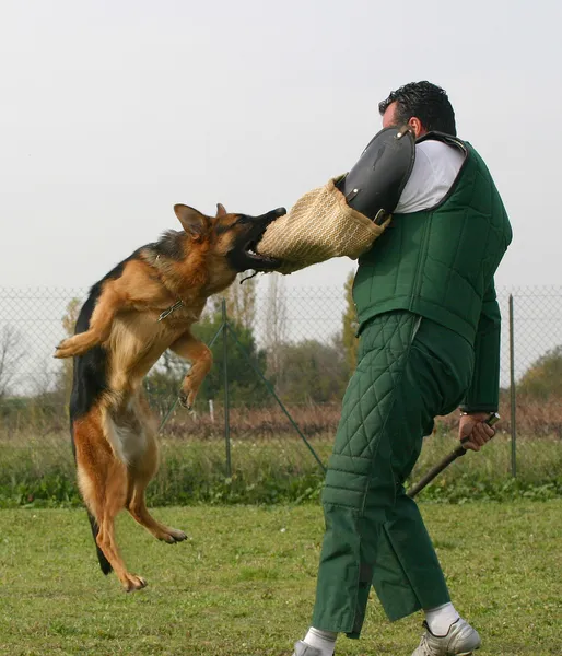 Εκπαίδευση των αστυνομικών σκύλων — Φωτογραφία Αρχείου