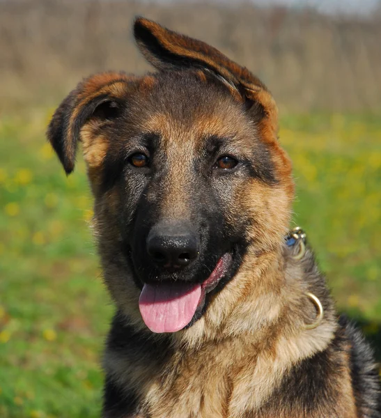 Puppy German shepherd — Stock Photo, Image