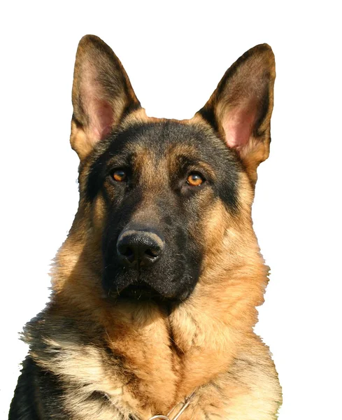 stock image German shepherd