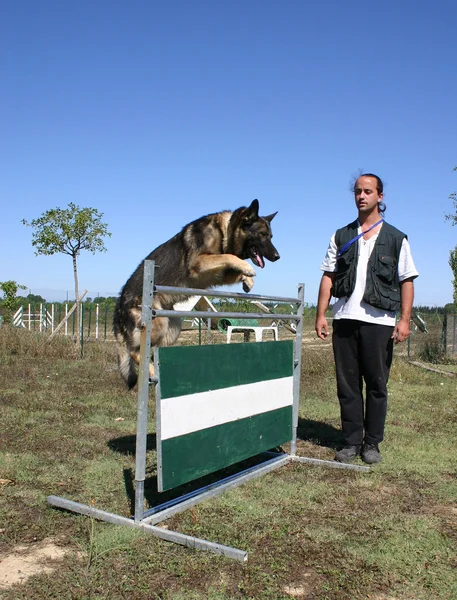 跳跃的德国牧羊犬 — 图库照片