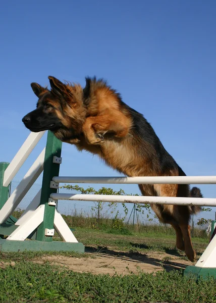 Jumping German shepherd — Stock Photo, Image