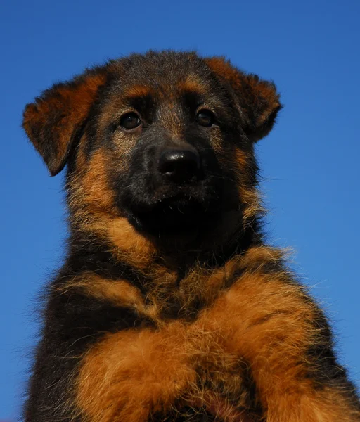 Koiranpentu Saksanpaimenkoira — kuvapankkivalokuva