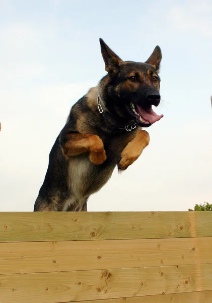 Jumping German shepherd — Stock Photo, Image