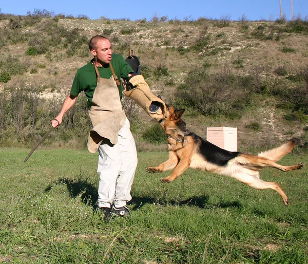 Formazione di cane di polizia — Foto Stock