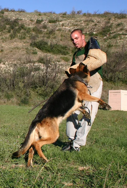 警察犬训练 — 图库照片