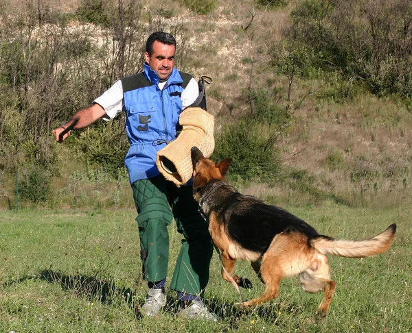 Ausbildung von Polizeihunden — Stockfoto