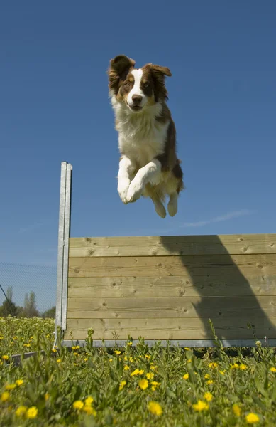 Jumping australian shepherd — Stock Photo, Image