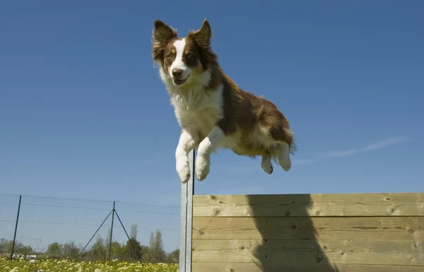 跳跃的澳大利亚牧羊犬 — 图库照片