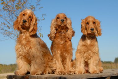 Three purebred cockers clipart