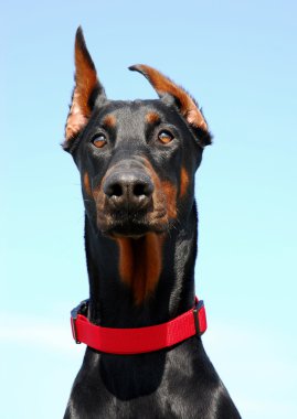 Doberman