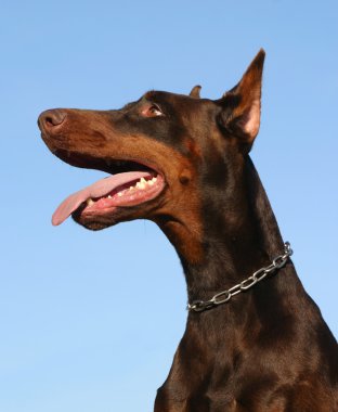 Doberman