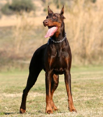 Doberman