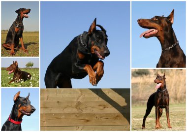 Doberman clipart