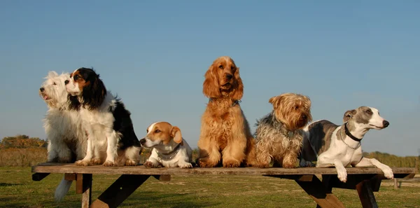 Små hundar — Stockfoto