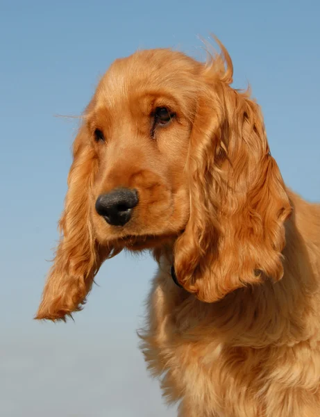 英国のコッカーの子犬 — ストック写真