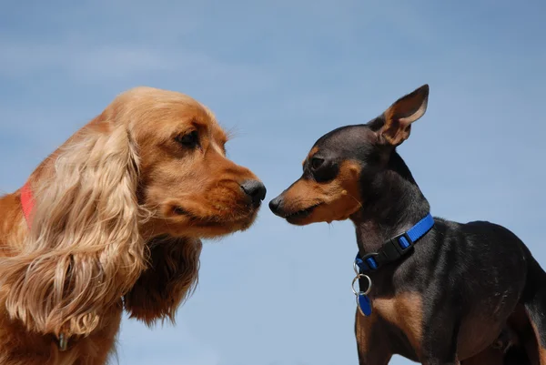 Dois cães beijando — Fotografia de Stock