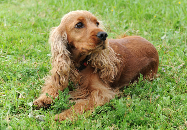 Cocker spaniel