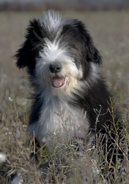 Puppy bearded collie — Stock Photo, Image