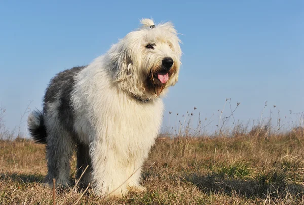 Oud Engels sheepdog — Stockfoto