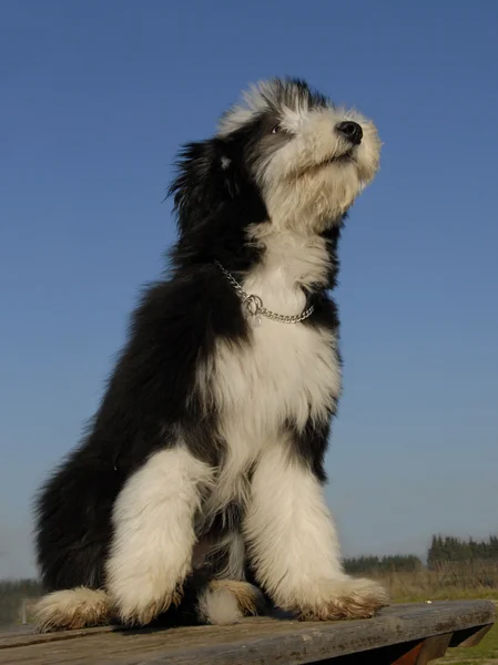 Puppy berdead collie — Stock Photo, Image