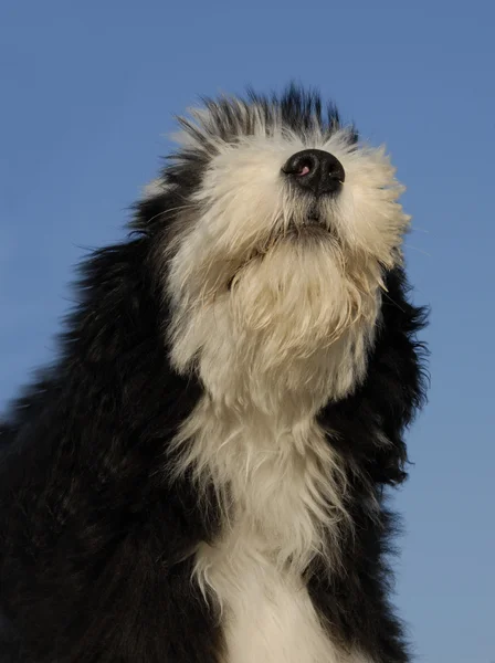 Puppy bearded collie — Stockfoto