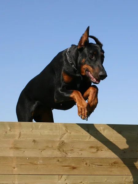 ドーベルマン犬のジャンプ — ストック写真