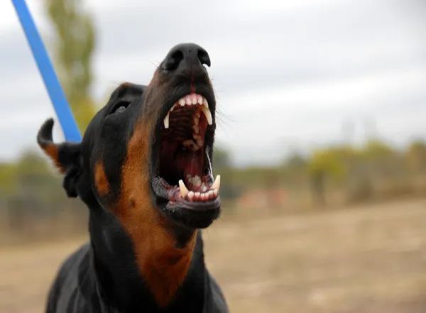 Cão perigoso — Fotografia de Stock