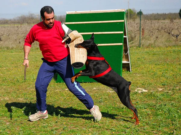 ドーベルマン犬の訓練 — ストック写真