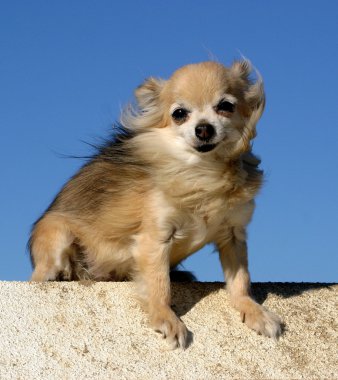 Chihuahua