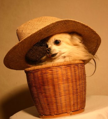 Chihuahua