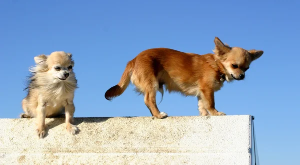 Due chihuahua — Foto Stock