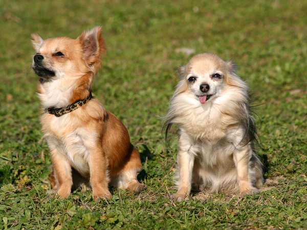 Zwei Chihuahuas — Stockfoto