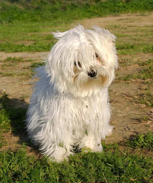 Malý bílý pes — Stock fotografie