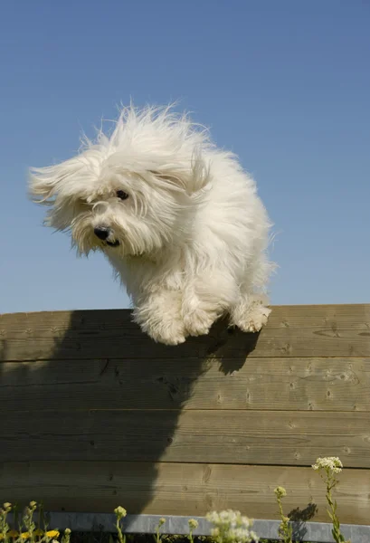 Saltando perrito blanco — Foto de Stock