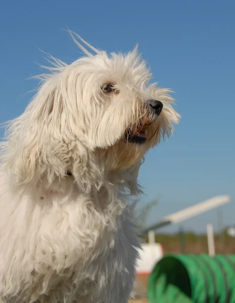 หมาขาวตัวน้อย — ภาพถ่ายสต็อก