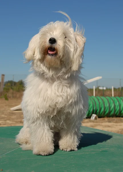 Witte hondje — Stockfoto