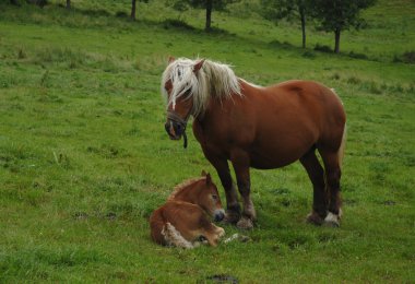 Brown horse clipart