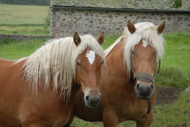 Brown horses clipart