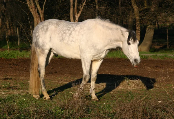 White horse — Stockfoto