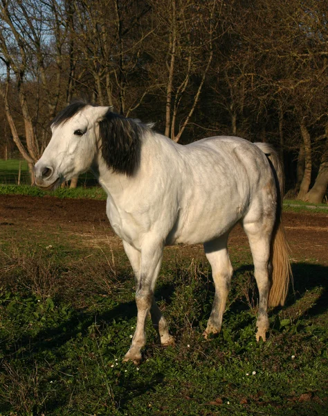 Cavallo bianco — Foto Stock