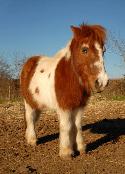 Pony de Shetland — Foto de Stock