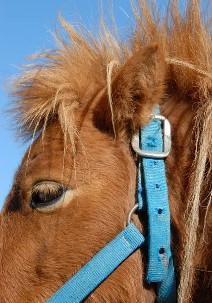 Shetlandský pony — Stock fotografie
