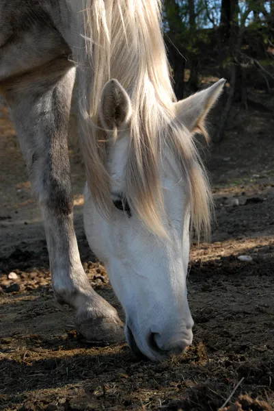 Пасущаяся белая лошадь — стоковое фото
