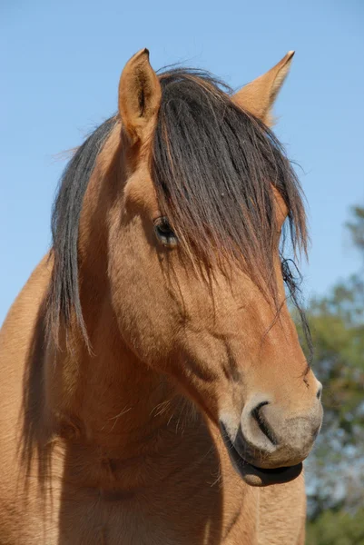 Cavalo castanho — Fotografia de Stock